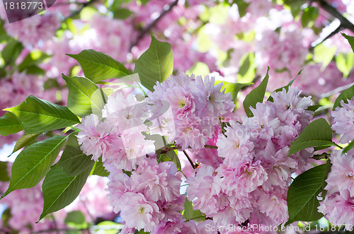 Image of  cherry flower    