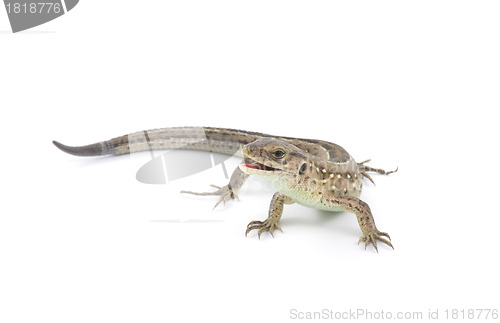Image of lizard 