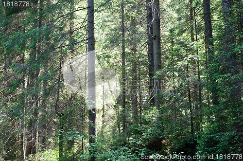 Image of  forest  