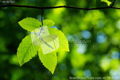 Image of green leaves 