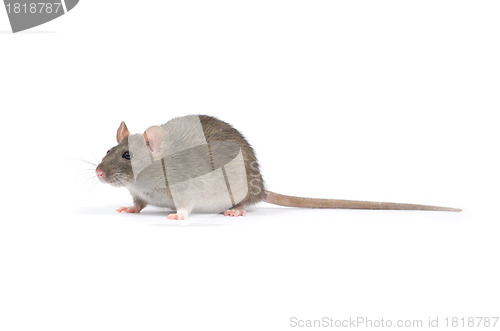 Image of rat 