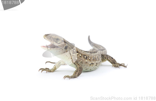 Image of  lizard 
