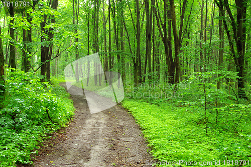 Image of forest