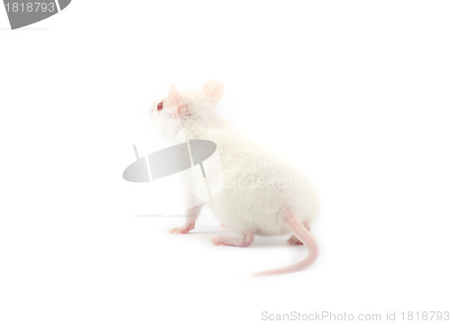 Image of rat 