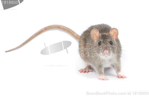 Image of rat 