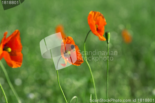 Image of red poppy 