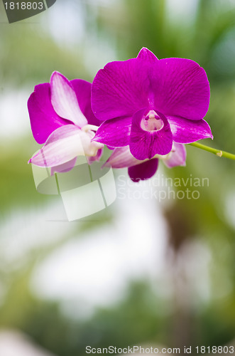 Image of orchid 