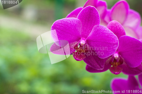 Image of  orchid 