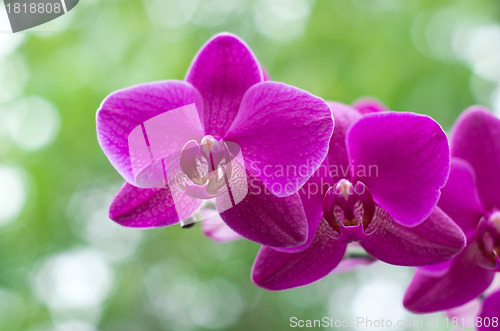 Image of orchid 