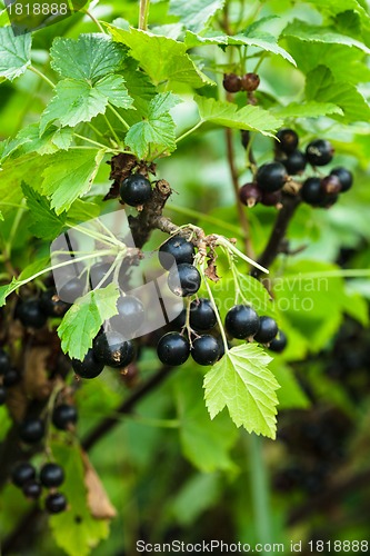 Image of Blackcurrant bush