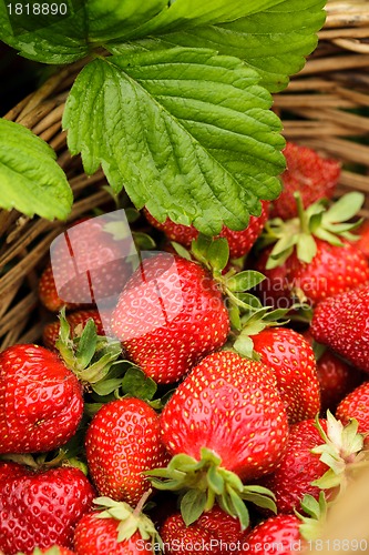 Image of Strawberry berries