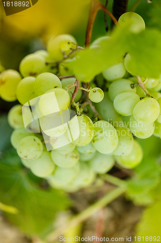 Image of Bunch of grapes