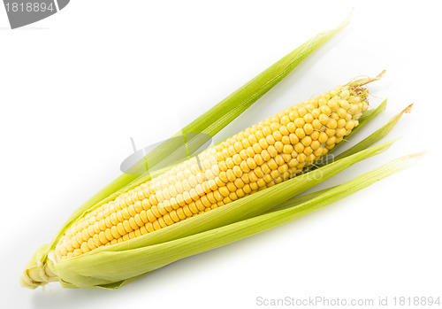 Image of Corn cob