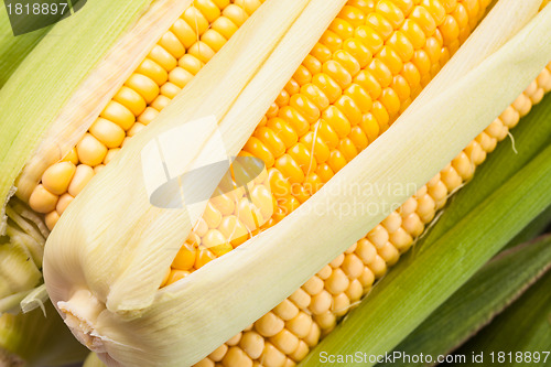 Image of Corn background