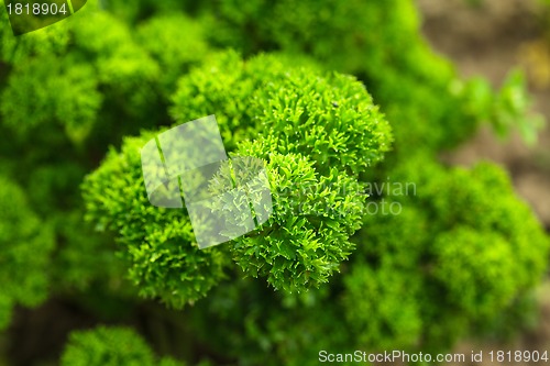 Image of Curly parsley