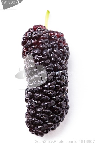 Image of Mulberry berry