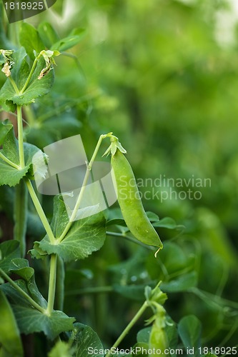 Image of Green pea