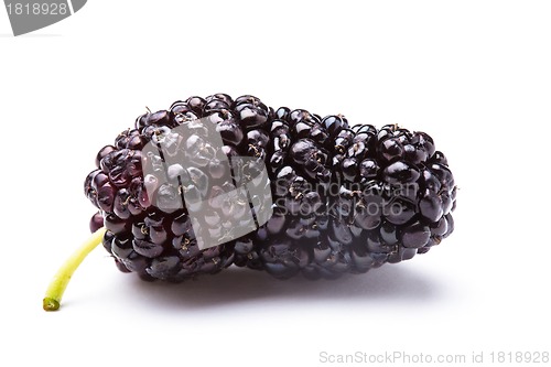 Image of Mulberry berry