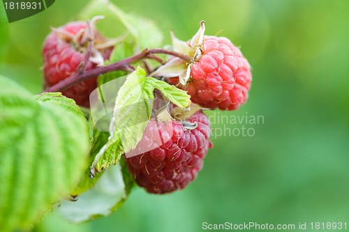 Image of Raspberry bush