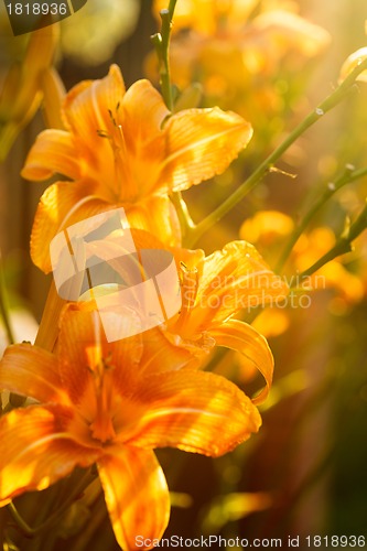 Image of Orange lilies