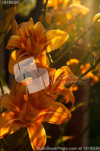 Image of Orange lilies
