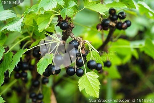 Image of Blackcurrant bush