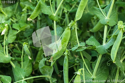 Image of Green pea