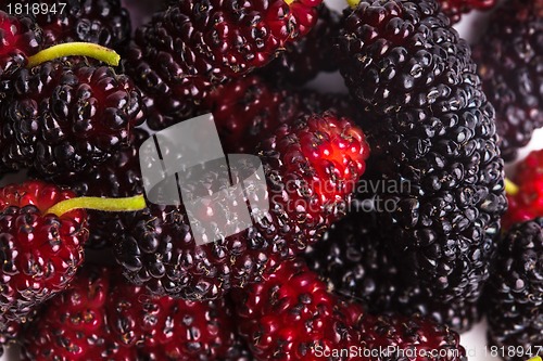 Image of Mulberry berries