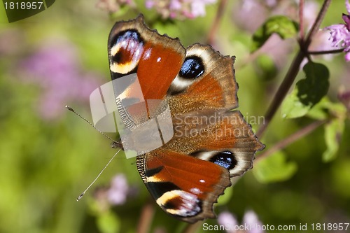 Image of peacock butterfly