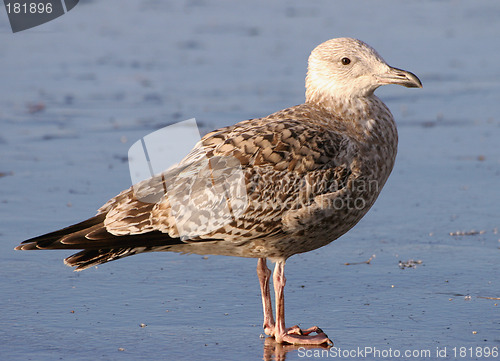 Image of Lesser Black-backed Gull