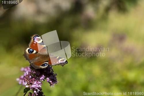 Image of peacock butterfly