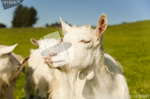 Image of white goats