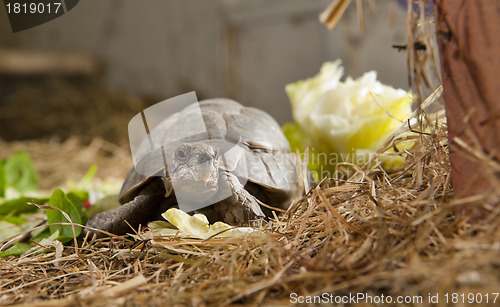 Image of turtle