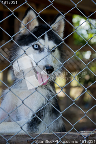 Image of husky locked up