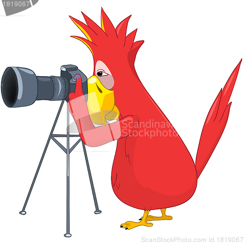 Image of Funny Parrot. Photographer.