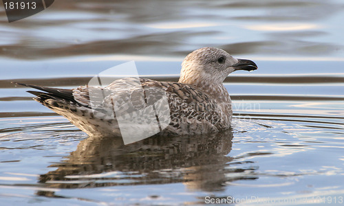 Image of Sea gull