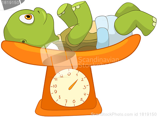 Image of Funny Turtle. Baby Weighing