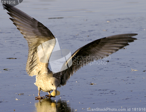 Image of Black-backed seagull