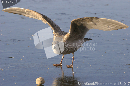 Image of Black-backed seagull