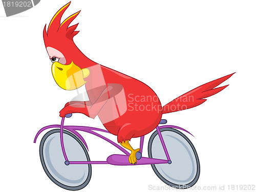 Image of Funny Parrot. Biker.