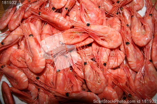 Image of Shrimp