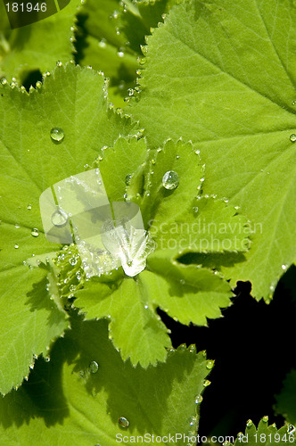 Image of Lady's mantle 01