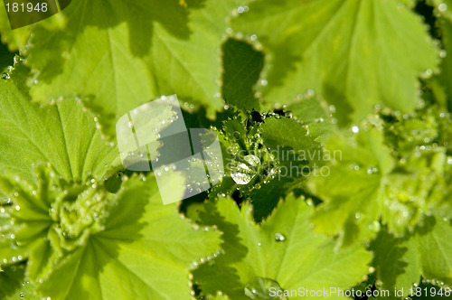 Image of Lady's mantle 02