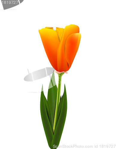 Image of Orange Tulip 