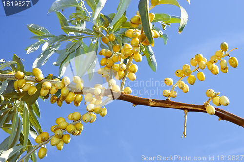 Image of Ripening wild olive fruits