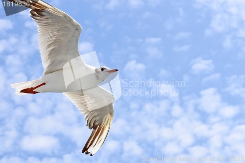 Image of Seagulls flight