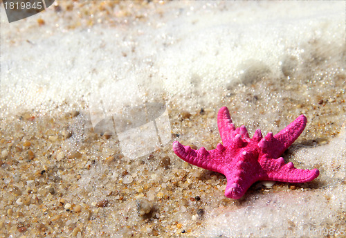 Image of Pink starfish on the beach