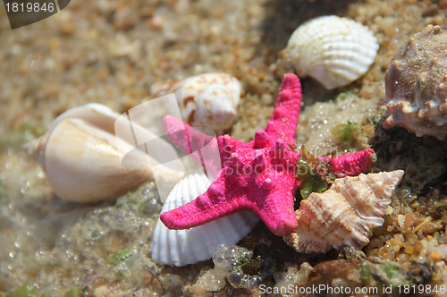 Image of Shells and fishstar taken away ashore