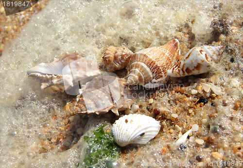 Image of Shells taken away ashore