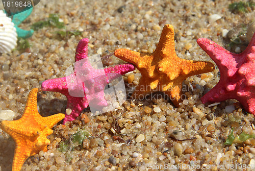 Image of Funny starfishes on the beach 